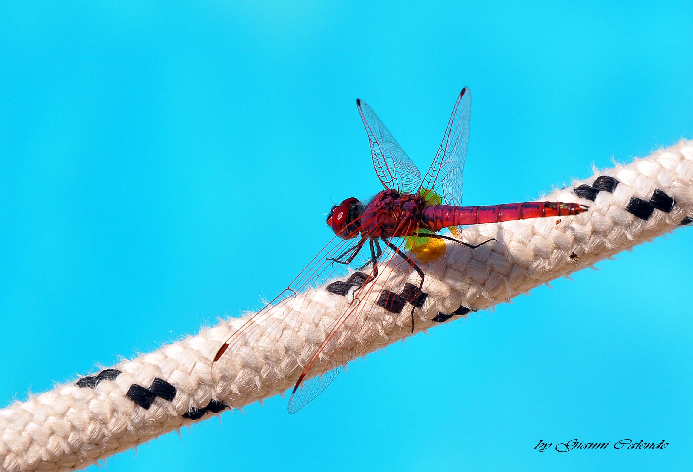 Libellula Sicula: Trithemis annulata